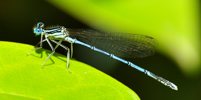 Platycnemis pennipes?